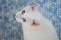 Katzen